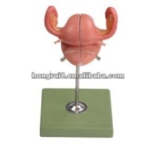 HR / A15109 gemaltes anatomisches weibliches Uterusmodell